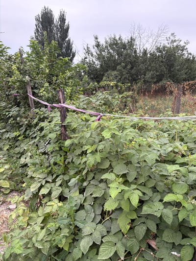 The image depicts an outdoor scene with lush green foliage, likely a garden or an area with dense vegetation. The main subjects are various plants, primarily large, textured green leaves that fill most of the frame. Among the greenery, there are wooden posts and some light-colored twine or rope, suggesting a structure for support or training the plants, possibly a trellis or a fence. A thin, light purple ribbon is tied to one of the wooden posts and drapes across some of the leaves.
In the background, a chain-link fence is visible, partially obscured by dry, brown vegetation. Further in the background, there are trees, some with dense green leaves and others appearing more sparse or bare, indicating a mix of plant types and possibly different seasons or states of growth. The sky is overcast, suggesting a cloudy or dull day. The overall impression is one of natural growth and a somewhat unkempt, but fertile, outdoor environment. There is no visible text in the image. The scene suggests a rural or semi-rural setting, possibly a garden or a patch of land with cultivated plants. The time of day is indeterminate due to the overcast sky, but it appears to be daytime.
