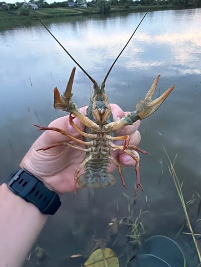 A person's hand holds a crayfish in the foreground, with the animal's claws and legs prominently displayed. The crayfish is a pale brown and tan color, with a segmented body and long antennae. The hand is lightly tanned and appears to be wearing a black watch on the wrist. The background shows a body of water, with reeds and some distant vegetation. The lighting suggests it might be dusk or dawn, with a soft, diffused light. The overall impression is one of an outdoor activity, possibly fishing or exploring a natural environment. The location context provided, Hrebinky, Ukraine, further grounds the image in a specific place. No text is visible in the image.