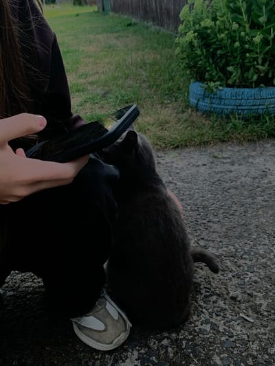 The image depicts a close-up view of a person holding a smartphone and petting a grey cat. The person is wearing dark clothing and a light-colored sneaker. The cat is dark grey and is positioned close to the person. They are outdoors on a gravel surface, with grass and a wooden fence visible in the background. A blue-painted tire filled with plants is also present. The overall scene suggests a casual, outdoor setting, possibly in a rural or suburban area like Ліпаўскі сельскі Савет, Belarus.
