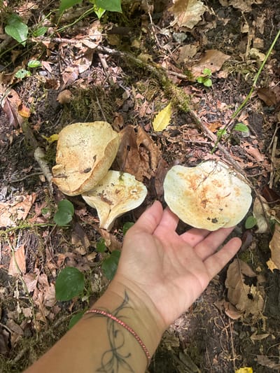 In Plastunka, Russia, a hand is shown holding a light-colored mushroom in a forest setting. The mushroom is cap-shaped and textured, with some brown markings. There are other mushrooms visible in the background, as well as fallen leaves, moss, and branches on the forest floor. The hand has a tattoo on the wrist and is wearing a bracelet. The lighting suggests it is daytime.