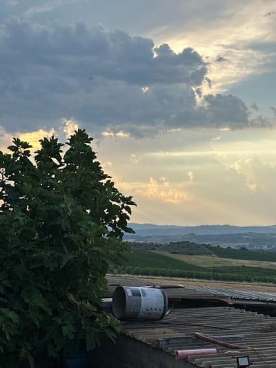 An overcast sky with dramatic, sun-dappled clouds looms over a rural landscape. In the foreground, a large, leafy green tree dominates the left side of the frame. To the right of the tree, the corrugated metal roof of a structure is visible, with a large, white cylindrical object, possibly a water tank, resting on it. A section of pink pipe is also visible on the roof. Beyond the roof, rolling hills covered in vineyards and agricultural fields stretch into the distance. The scene is likely located in or near Cannara, Italy, given the characteristic Italian countryside. The light suggests it is either early morning or late afternoon. There are no people visible in the image.