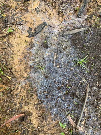 A close-up, overhead view of a patch of wet, muddy ground with scattered charred wood debris and small green shoots of vegetation. The mud has a sheen on its surface, indicating the presence of a thin layer of liquid, possibly oil or water. The overall color palette is dominated by earthy tones of brown and black, with some lighter, iridescent patches reflecting light. The scene appears to be outdoors in a natural or semi-natural environment, likely a forest floor or undeveloped area. There are no people or animals visible in the image. The location is identified as Ko Siboya, Thailand.