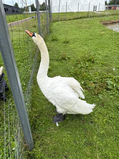 The image shows a white swan standing in a grassy area next to a wire fence. The swan is facing towards the left of the frame, with its head and neck extended over the fence. Its beak is orange with a black tip and has a distinctive knob. The swan's white feathers are clearly visible, and one of its black feet is visible at the bottom right of the image.
The background consists of a grassy field with some scattered weeds and small white flowers. In the distance, beyond the fence, a white structure with windows and a dark building with windows are visible. There are also some trees and a path. A section of a larger, white, tent-like structure is visible in the far left background, along with some metal poles.
The lighting suggests it is daytime, and the weather appears to be overcast or partly cloudy, as there are no strong shadows. The scene appears to be outdoors, possibly in a rural or park-like setting, given the presence of the swan and the natural vegetation. The wire fence suggests a boundary or enclosure. No people are visible in the frame. No text is legible in the image.