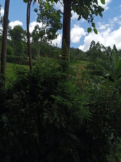 The image presents a natural landscape within Getenga ward, Kenya, under a clear blue sky with scattered white cumulus clouds. The foreground is dominated by a dense arrangement of dark green foliage, consisting of various shrubs and smaller trees. Two prominent tree trunks, dark brown and vertical, are visible on the left and right sides of the frame. The tree trunk on the right side features a distinct vertical growth of smaller, fern-like green leaves along its surface. The midground reveals undulating hills covered in a mix of lush green vegetation, including areas that appear to be cleared or cultivated land, and scattered larger trees. The background consists of more densely forested hills extending towards the horizon. No individuals, animals, or man-made structures are discernible within the scene. The lighting suggests natural daylight.