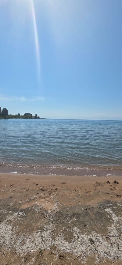 The image depicts a serene beach scene on a sunny day. The foreground is dominated by sandy beach with scattered dry grass and debris, as well as several animal tracks. A gentle wave laps at the shore, creating a thin line of white foam. The water, a calm expanse of blue, stretches towards the horizon, where it meets a clear blue sky. A subtle rainbow-like lens flare is visible in the upper left quadrant of the sky, indicating bright sunlight. In the distance, a line of trees forms a silhouette against the horizon, suggesting a vegetated shoreline. The overall impression is one of tranquility and natural beauty.