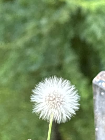 The image is an out-of-focus photograph of a dandelion seed head. The dandelion is white and fluffy, with delicate strands radiating outwards. It is positioned in the lower center of the frame. Behind the dandelion, the background is a blurred expanse of green, suggesting foliage or grass. To the right of the dandelion, a portion of a gray, weathered object, possibly a wooden post or fence, is visible. The lighting appears to be natural, and the overall impression is one of a close-up nature shot. There is no indication of the city of Coslada, Spain, or any specific location.