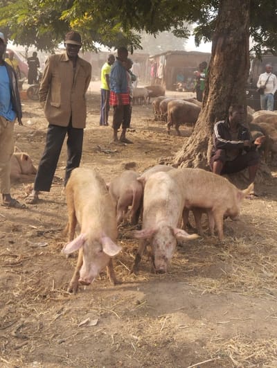 This image depicts an outdoor gathering in Unguwan Rimi, Nigeria. The ground is characterized by dry, dusty earth with scattered dry vegetation and straw. A large tree with green leaves occupies the right side of the frame. Approximately 10-15 adult males are present. In the mid-ground, a man wearing a light brown jacket, dark trousers, and a dark cap stands, looking towards the viewer. To his right, under the tree, a man in a dark tracksuit is seated on the ground. Other men are visible standing in the background, near informal structures or a dark vehicle. Approximately 15-20 pigs are distributed throughout the scene. In the immediate foreground, two light-skinned pigs with pink ears are standing with their heads lowered, foraging on the ground. Additional pigs, ranging from light tan to brown, are present in the mid-ground and background, some standing, some resting. The distant background appears hazy due to dust or atmosphere.
