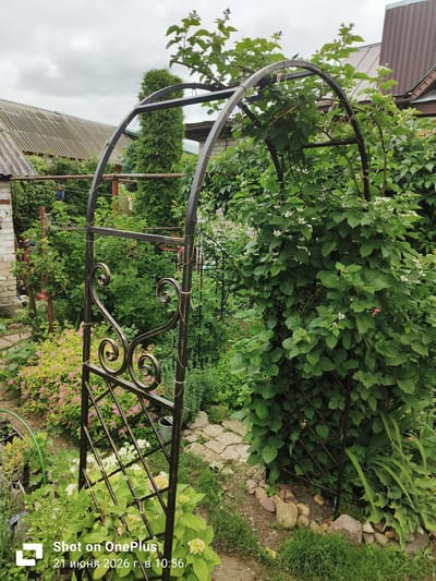 The image depicts a lush garden scene dominated by a black metal arched trellis, likely an arbor, covered in dense green foliage, some of which bears small white flowers. To the left, a cobblestone path leads through a variety of plants, including bushes with pink flowers and taller green shrubs. A brick wall is partially visible on the far left. In the background, a corrugated metal roof of a building can be seen. The overall environment suggests a residential backyard in a temperate climate, consistent with the city of Kovrov, Russia, where the photo was taken on June 21, 2026, at 10:56 AM. No people are present in the frame.