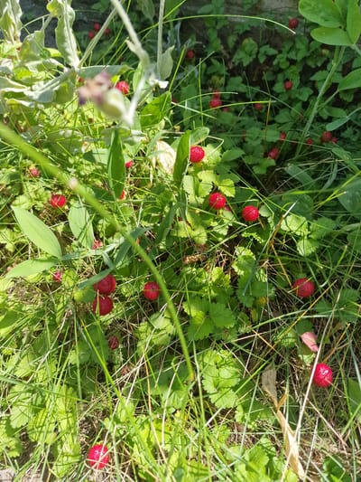 This is a close-up, high-angle shot of several ripe, bright red wild strawberries nestled amongst green leaves and tall grasses. The strawberries have a textured surface, appearing to be made up of many small drupelets. Sunlight dapples through the foliage, creating areas of bright illumination and shadow, suggesting a sunny day. The scene appears to be a natural outdoor setting, likely a field or woodland edge in Bershad, Ukraine. There is no activity or event taking place, just a still image of the berries in their natural habitat. The focus is sharp on the berries and surrounding greenery, with some blur in the foreground and background due to the shallow depth of field. No text is visible in the image.