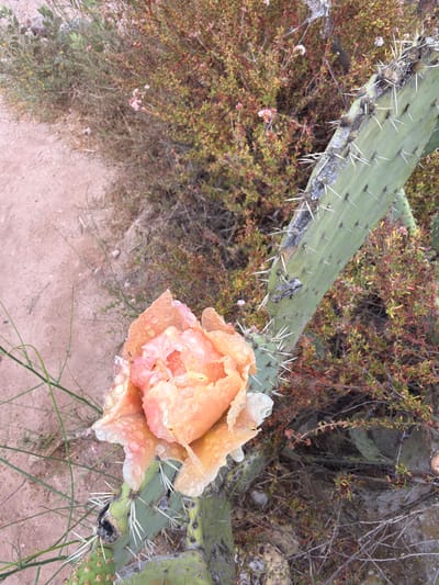 An overhead shot captures a prickly pear cactus flower in full bloom with water droplets scattered across its peach-colored petals. The flower, which appears to be shedding, is positioned on the left side of the frame, with its petals unfurling downwards. The cactus pad, covered in sharp spines, serves as its base, extending towards the right and upper portions of the image. In the background, a dense array of dry, reddish-brown brush creates a stark contrast against the vibrant flower. The ground below is a muted, sandy brown, with sparse, thin green grass blades emerging from it. The scene is set in a natural, outdoor environment, likely in Lake Forest, California, given the arid vegetation.