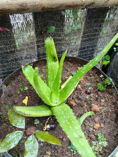 An aloe vera plant occupies the center of the image, potted in dark, loamy soil with small pebbles scattered around. Several leaves display slight damage, including dark spots and broken edges. Other greenery, possibly weeds or small plants, grow in the soil alongside the aloe. Fallen leaves and a yellow tag-like object rest near the base of the aloe plant. A coarse, dark-colored fence forms the background, partially obscured by foliage.