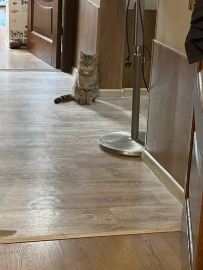 A tabby cat is sitting on a light wood laminate floor in a hallway. The cat is facing forward with its tail curled around its body. Behind the cat, a wooden door is ajar, revealing a glimpse of a white box with diagrams on it and a dark object that appears to be a hammer. To the right of the cat, a silver floor lamp with a ribbed pole and a circular base is positioned. The walls are a light wood color. The floor has a visible seam running across it, indicating two different types of flooring meeting. The overall scene appears to be an interior hallway within a residential or commercial building. The location is Tula, Russia.