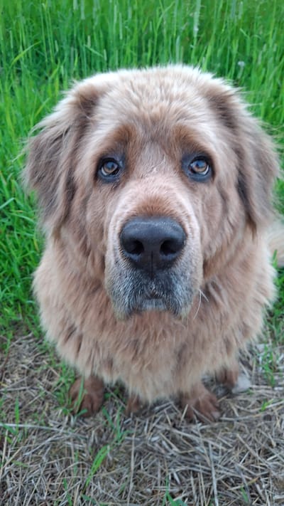 A close-up, eye-level, vertical shot features a large, fluffy, brown dog with a thick coat and a prominent black nose. The dog's head is the primary focus, with its ears visible on either side and its eyes looking directly at the camera. The background is a blurred mix of green grass and dry, brown ground cover, suggesting an outdoor setting. The image was taken in Timmolovo, Russia.