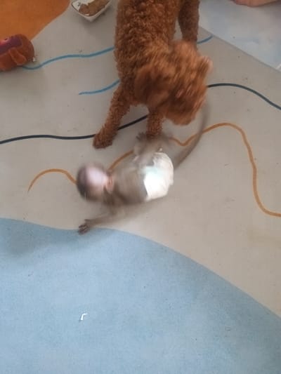 An indoor scene shows a light brown poodle and a monkey, potentially in Baan Wok Tum, Thailand. The monkey appears to be wearing a diaper. The poodle is standing near the monkey. There are some toys and a small bowl on the floor. The floor is covered with a patterned mat with blue, beige, and black stripes.