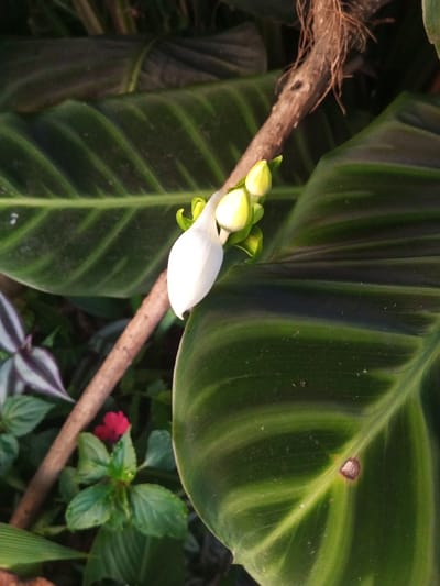 The image captures a close-up botanical scene in Sa Hti Law (3), Myanmar. A white, ovate flower bud is centrally positioned, accompanied by three smaller, pale green buds emerging from green bracts to its upper right. A large, dark green leaf with distinct lighter green venation occupies the right side of the frame, exhibiting a small, circular brown lesion. Behind the buds, a brown, textured woody stem runs diagonally from the upper left towards the lower right. In the lower left, behind the stem, foliage includes a plant with purple and silver-striped leaves and a single small red flower. Additional dark green leaves are visible in the background, some out of focus. The scene is illuminated by natural light. No human or animal subjects are present.