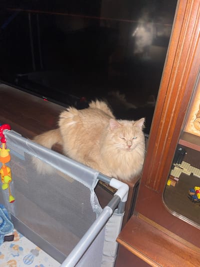 A fluffy, light orange cat with bright blue eyes is sitting on a wooden surface in front of a dark television screen. A grey mesh playpen with colorful hanging toys is in the foreground, partially obscuring the cat. To the right of the cat is a tall, dark wooden cabinet with shelves displaying various objects, including what appears to be a Lego construction. The overall lighting is dim, suggesting an indoor setting, likely a living room. There is no indication of the location being in Otradnoye, Russia.