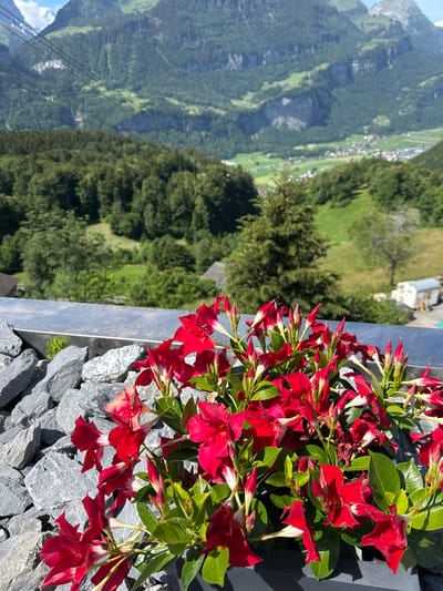 In Hasliberg Reuti, Switzerland, a close-up view of vibrant red flowers with green leaves in a planter filled with grey stones is presented. In the background, a lush green mountain landscape is visible, featuring dense forests, rolling hills, and a distant village nestled in a valley. Overhead, cable car wires traverse the sky, hinting at the mountainous terrain. The scene captures a serene, natural setting, possibly from a balcony or scenic viewpoint.