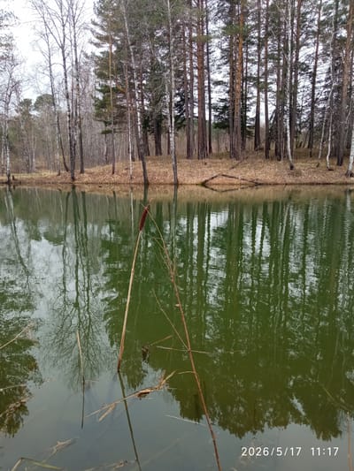 The image depicts a body of water, likely a lake or pond, in a forested area. The trees along the shoreline are a mix of birch and conifers. The water reflects the trees and sky, giving it a greenish hue. A cattail stands in the foreground. The photo was apparently taken in Sorokino, Russia on May 17, 2026, at 11:17 AM.