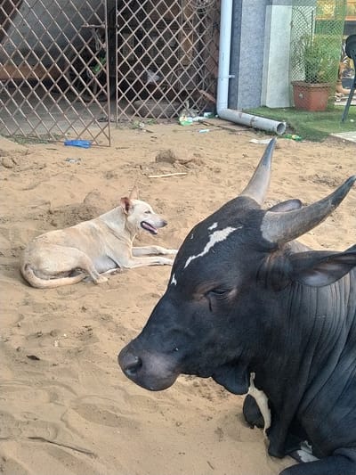 The image captures a scene in Oxel, India, where a large, black bull with prominent horns is lying on sand. A light-tan dog is also lying on the sand, near the bull. To the left, there's a section of metal grate and a planter with green plants. A white pipe runs horizontally across the top-left portion of the image. The background appears to be sandy and possibly a beach or riverbank area.