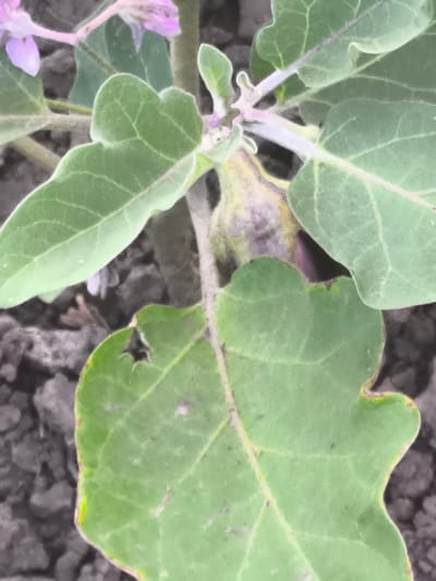 A close-up, low-angle shot shows a small, unripe eggplant with purple markings developing on its stem, surrounded by large, green leaves. Some of the leaves show minor damage, with small holes. The background consists of dark soil. The scene is set in a garden in Dobrogea Veche, Moldova.