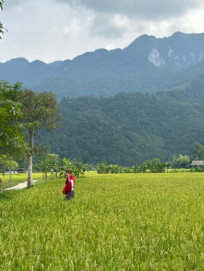 This image depicts a serene and expansive rural landscape, likely in Ngọc Đường Commune, Vietnam, characterized by lush green rice fields and majestic mountains. The scene is presented from a slightly elevated perspective, looking across the fields towards the distant mountains.
In the foreground and midground, vibrant green rice paddies dominate the lower half of the frame. The rice plants appear mature and full, showing a healthy, dense growth pattern. A narrow dirt path or track runs along the edge of the rice field, with several trees scattered alongside it and in the surrounding area. These trees vary in size and foliage, with some having prominent light-colored trunks and dense green canopies, while others resemble banana plants.
A single individual is visible in the midground, standing on the path at the edge of the rice field. The person is wearing a bright red long-sleeved top and dark trousers, with their dark hair pulled back. They appear to be looking down or towards the rice plants, possibly observing them or simply pausing to take in the view.
The background is defined by a series of imposing mountains. These mountains are densely covered in green vegetation, gradually fading into a softer, bluish-grey hue due to atmospheric haze or distance. Patches of lighter rock or exposed terrain are discernible on the mountain slopes. Above the mountains, the sky is partly cloudy, suggesting a daytime scene with soft, diffused light, possibly in the late morning or early afternoon. The overall impression is one of tranquility and natural beauty, highlighting the agricultural and mountainous terrain of the region. There is no visible text in the image.