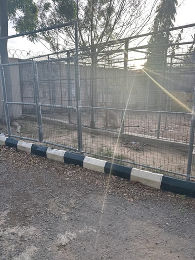 A medium shot captures an outdoor enclosure with a wire mesh fence. The enclosure appears to be a habitat for an animal, possibly a lion, as a large, tawny-colored feline with a short mane is visible inside. The ground within the enclosure is sandy with patches of dry grass and debris. A concrete curb painted with alternating black and white sections runs along the bottom of the fence. The background shows trees and the sky, with the sun creating a lens flare effect. The scene suggests a zoo or wildlife sanctuary in Batagarawa, Nigeria.