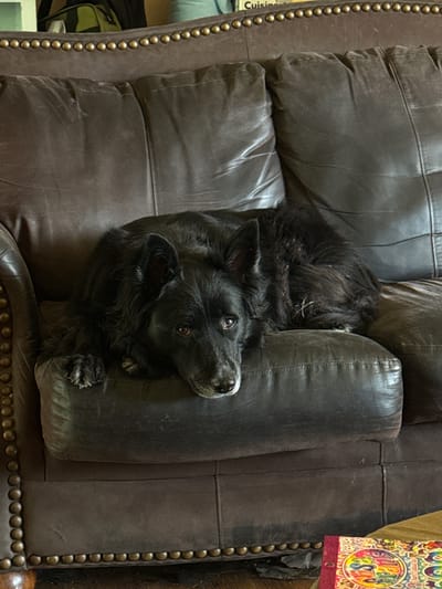A black dog with shaggy fur is resting on a dark brown leather couch. The dog is positioned in the center of the frame, lying on its side with its head resting on its paws. The couch has a textured surface and is adorned with a row of decorative studs along its arms and back. The background is slightly blurred, but appears to show a wall and possibly some furniture. The lighting in the scene is natural and casts soft shadows. The image was taken in Graham, United States of America.