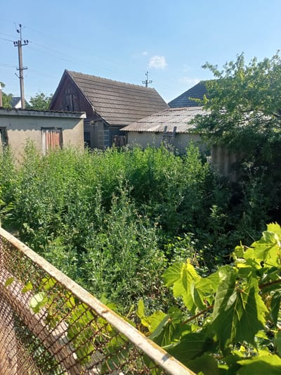 The image shows a backyard scene on a sunny day in Salhany, Ukraine. In the foreground, a rusty chain-link fence runs diagonally across the bottom of the frame, with vibrant green leaves of a vine peeking through its openings. Beyond the fence, dense, tall green weeds and vegetation fill the middle ground. Several structures are visible behind the foliage. To the left, a small, single-story building with a light-colored facade has a weathered wooden door with vertical planks and red paint visible. Further back and to the right, a larger, older building with a dark-tiled, gabled roof and wooden siding is prominent. Adjacent to this is another structure with a lighter, corrugated roof and a wooden ladder leaning against it. In the background, a blue sky with a few wispy clouds dominates the upper portion of the image. A utility pole with power lines extends upwards on the left side of the frame. The overall impression is one of an overgrown, somewhat neglected rural or semi-rural property.