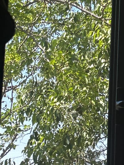 The image shows a close-up view of a tree with green leaves against a bright blue sky. The tree branches are visible, with some silhouetted against the sky. There is a dark, out-of-focus object on the left edge of the frame, possibly a window frame or part of a structure. The lighting suggests it is daytime. The image does not contain any specific details that would allow for identification of its location within Militello in Val di Catania, Italy.