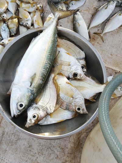 A large metal bowl is filled with freshly caught fish, including one prominent, larger fish on top. The fish are silver and white with visible scales, and some have yellow accents. The bowl rests on a textured, light-colored surface that appears to be a woven mat or tarp. In the background, more fish are visible, some are partially submerged in water, suggesting a recent catch or preparation for market. A coiled, light blue hose is visible to the right of the bowl. The scene suggests a vendor or fisherman at a market or near a body of water in Phú Thủy, Vietnam, preparing their catch for sale.