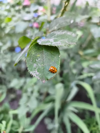 A close-up, shallow-depth-of-field shot focuses on a ladybug perched on a green leaf. The ladybug, with its characteristic red shell and black spots, is positioned on the right side of the leaf. The leaf itself is partially covered in a light dusting of what appears to be pollen or soil, and its edges are serrated. The background is softly blurred, showing more green foliage, some of which has hints of pink and blue flowers, suggesting a garden setting. The overall lighting suggests it could be daytime, possibly overcast or in a shaded area, as there are no harsh shadows. The focus is entirely on the ladybug and the leaf it rests on, creating a sense of intimacy with nature. The scene is peaceful and natural, with no discernible text or human presence. The location context provided is Sokolivske, Ukraine.