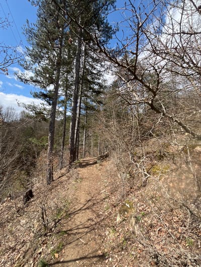 The image presents a view of a trail or path through a forest or wooded area, likely in a mountainous region. Tall, straight evergreen trees, possibly pines, line the left side of the path, extending upwards towards a blue sky with scattered clouds. On the right side of the path, the terrain slopes downward and is covered with dry leaves, bare branches, and some small shrubs. The ground is dry and appears earthy or sandy. The path seems to be lightly worn. The lighting suggests a sunny day, with shadows cast by the trees. The location is possibly Srednogortsi, Bulgaria given the region's climate and topography, but it is impossible to verify the precise location with just this picture.