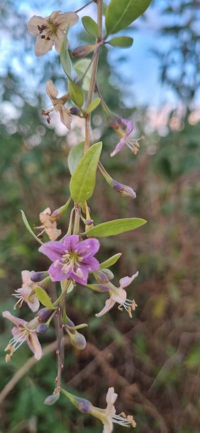 The image displays a close-up view of a flowering plant with small, delicate blossoms. The flowers are a mix of pale white and light purple. Some flowers are fully open, revealing their stamens, while others are in bud or have wilted. The plant has green leaves and a thin, brown stem. The background is softly blurred, showing a mix of green foliage and a pale blue sky, suggesting an outdoor setting. The image does not contain any people, specific objects, or actions that can be linked to the city of Blizhnee, Ukraine.