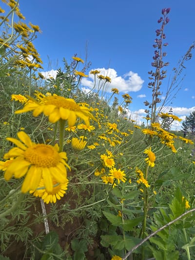 A low-angle outdoor, medium shot captures a field of yellow wildflowers under a bright blue sky with scattered white clouds. In the foreground, two large yellow daisies are prominently displayed, with the one on the left slightly out of focus. The background is filled with a dense growth of similar yellow flowers and taller, slender plants with purplish flower spikes. Green foliage and thin stems dominate the mid-ground. The terrain appears to be a gentle slope with exposed brown soil in the lower left corner. In the far background, trees are visible, hinting at a natural or park-like setting. The scene is likely located in Верх-Рождество, Russia, given the context.