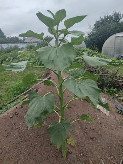 A young sunflower plant stands tall in the center of the frame, growing from a mound of dark sand. The plant has a thick green stalk and numerous large, dark green leaves with serrated edges. The leaves are arranged alternately along the stalk. The background shows a rural scene with a weathered greenhouse on the right, a pile of dry branches, and other vegetation. In the distance, a building with a dark roof and a power line are visible against a cloudy sky. The location is identified as Il'bukhtino, Russia.