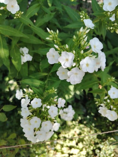 The image shows a cluster of white phlox flowers in bloom, set against a backdrop of lush green foliage. The flowers are delicate with five petals and have a slightly ruffled texture. Several buds are also visible, some in tight clusters and others beginning to unfurl. The lighting suggests it is daytime, with sunlight dappling through the leaves, creating areas of bright illumination and soft shadows. The scene appears to be in a garden or natural setting, likely in Tavaksay, Uzbekistan, given the context. There are no people or animals visible in the frame. The foreground includes a thin, light-brown string or twine running horizontally across the bottom portion of the image, suggesting some form of garden support or boundary. The overall impression is one of natural beauty and tranquility.