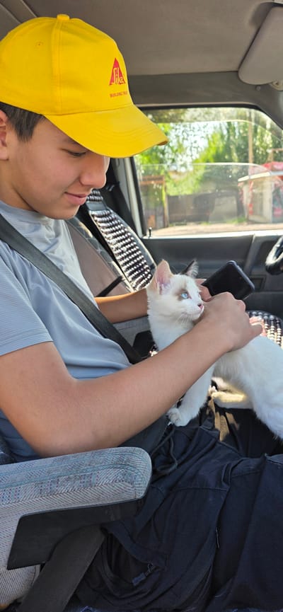 In the city of Sasyk-Bulak, Kyrgyzstan, a young person wearing a yellow baseball cap and a gray t-shirt is seated inside a vehicle, holding a white kitten with blue eyes. The person is wearing a seatbelt. The kitten is positioned on the person's lap and the person's hands are around the kitten. A black smartphone is visible in the person's right hand. The background of the image shows greenery and buildings, suggesting an outdoor setting. The interior of the vehicle is visible, with car seats and a dashboard.