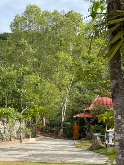 A daytime outdoor scene in Liên Nghĩa, Vietnam, presents a tree-lined walkway of interlocking paving stones bordered by grass and dense vegetation. A figure in orange monastic robes stands near a small red-roofed structure and several grave markers with white crosses. A large tree dominates the left side of the frame, its branches filling the upper portion of the image. The perspective is partially obscured by a large tree trunk and foliage at the top of the frame.