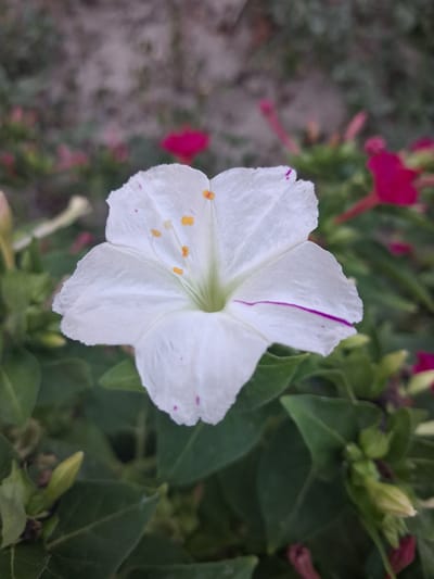 A close-up, eye-level shot focuses on a white four o'clock flower in the foreground, with its delicate, crinkled petals partially unfurled. Yellow stamens tipped with orange are visible in the center of the bloom. A thin, vibrant purple line accents the edge of one petal. Scattered pink dots are also present on the white petals. The flower is surrounded by lush green leaves, some of which are in sharp focus, while others recede into a soft blur. In the background, out-of-focus pink and red flowers, along with more green foliage, create a bokeh effect. The ground appears to be a textured, grayish surface. The scene is likely outdoors, possibly in a garden setting, given the presence of blooming flowers and greenery. This image could be located in Bulungur, Uzbekistan, a region known for its diverse flora and agricultural landscapes.