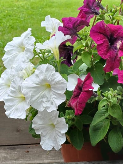 This media file is a close-up, overhead shot of a planter filled with vibrant petunias in Vārzas, Latvia. The planter contains a mix of deep magenta and pure white petunias, their trumpet-shaped blooms cascading downwards. Lush green leaves provide a backdrop to the colorful flowers. In the lower portion of the image, a rustic wooden surface is visible, suggesting the planter might be on a porch or deck. Beyond the planter, a blurry green lawn hints at an outdoor setting. The lighting suggests it is daytime, likely sunny, as there are bright highlights on the petals. There is no text visible in the image. The scene evokes a feeling of cheerful abundance and natural beauty.