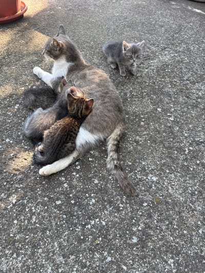In Irechekovo, Bulgaria, on a sun-drenched concrete surface, a mother cat with grey and white fur rests with three kittens. Two kittens are nestled against her, appearing to nurse, while a third kitten stands nearby, looking towards the camera. The concrete is mottled with dark grey and white speckles, and in the upper left corner, a portion of a terracotta pot with a saucer is visible, casting a shadow onto the ground. The scene captures a quiet moment of maternal care amidst an outdoor urban environment.
