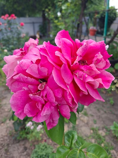 A close-up, eye-level, outdoor photograph captures a cluster of vibrant pink roses in full bloom. The roses are the central focus, with their layered petals showcasing shades of deep pink and lighter pink, some appearing velvety. In the crevices of the flowers, small dark insects are visible. The background is softly blurred, indicating a shallow depth of field. It depicts a garden scene with green foliage, a gray fence, and trees. In the mid-ground, there are other pink flowers, also blurred, and a terracotta pot hanging from a support structure. The ground is composed of soil and small stones. The lighting suggests it is daytime, likely overcast or late afternoon given the diffused light. The overall impression is one of natural beauty and floral abundance in a suburban or rural setting.