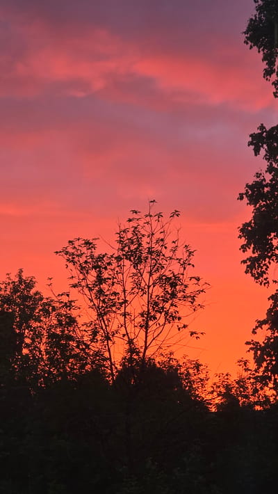 The image captures a dramatic sunset in Ukhta, Russia. The sky is ablaze with vibrant hues of orange and pink, transitioning into softer purples and lavenders on the left side of the frame. Wispy clouds are illuminated by the setting sun, creating a textured backdrop. Silhouetted against this colorful sky are the dark, intricate branches of trees. On the right side of the image, a dense mass of foliage forms a dark, almost solid shape, obscuring the sky behind it. A few bare branches with sparse leaves extend from the top and right portions of the frame, adding depth and a sense of natural framing to the scene. The overall impression is one of a serene yet powerful natural display, likely experienced during the twilight hours. The silhouette of the trees suggests an outdoor setting, possibly a park, forest edge, or a garden. There is no text visible in the image.