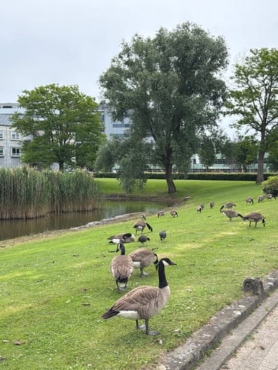 The image depicts an outdoor scene with a body of water bordered by tall reeds on the left and a grassy embankment on the right. Several Canada geese are scattered across the grassy area. In the background, there are trees, a modern building with multiple windows, and a cloudy sky. The foreground shows a paved walkway or path with a stone border. This scene is located in the city of Son en Breugel, Netherlands.
