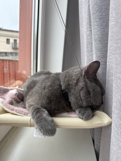 A grey cat is sleeping on a window perch. The cat is curled up with its face hidden in its paws. The window perch is light beige and has a pink and white patterned blanket on it. The window is open and it appears to be raining outside. There are buildings visible through the window. A grey curtain is to the right of the cat. The photo was taken in Zielona Góra, Poland.