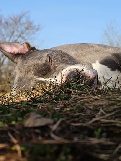 The image displays a gray-colored dog, consistent with an American Pitbull Terrier or similar breed, resting prone on the ground in Schifflange, Luxembourg. The dog exhibits a light gray coat with distinct white markings on its muzzle and chest. Its eyes are partially or fully closed, indicating a state of repose. The foreground consists of sharply focused green and dry brown blades of grass and underlying soil, viewed from a low perspective. In the background, a clear, bright blue sky is visible above the bare branches of a deciduous tree. Natural sunlight illuminates the scene, highlighting the dog and surrounding vegetation. No human individuals are present or interacting with the animal.