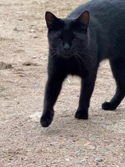 A black cat lies stretched out on a coarse, sandy surface. The cat's body is predominantly dark, with its fur appearing sleek and short. Its eyes are partially open, revealing a greenish hue, and its whiskers are long and prominent. One of the cat's front paws is extended forward, with its claws visible. The ground beneath the cat is a speckled mix of light brown and grey particles, resembling gravel or sand. Shadows are cast across the scene, indicating that the sun is shining, suggesting it is daytime. The image is oriented such that the cat appears to be lying horizontally from left to right. There is no visible text in the image. The location context suggests the setting is Mars, Russia.