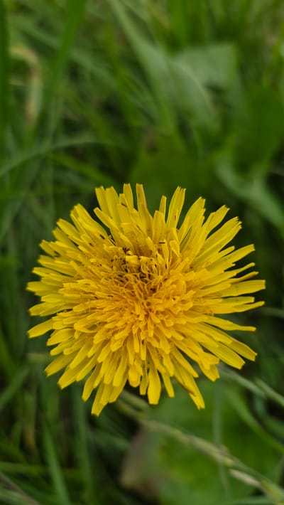 This media file is a close-up, high-angle shot of a single yellow dandelion flower. The flower is in focus and positioned towards the right side of the frame, with its bright yellow petals radiating outwards. The center of the flower appears to have a cluster of small, dark insects, possibly ants. The background is a soft blur of green foliage, suggesting a natural outdoor setting.

The activity depicted is simply the presence of the dandelion flower, perhaps in bloom. There are no people or animals other than the small insects visible on the flower itself. The lighting appears natural, suggesting it could be daytime, and the overall mood is one of nature's simplicity. The background's bokeh effect draws attention to the intricate details of the dandelion.

There is no visible text in the media file. The location context is Krauja, Latvia. The image captures a common, yet detailed, aspect of nature.