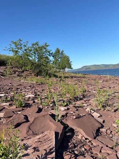 The image depicts a rugged, rocky shoreline under a clear blue sky. The foreground is dominated by reddish-brown flat rocks, some of which are broken and scattered, with small green plants pushing up through the crevices. Further back, a patch of green grass slopes upwards, topped with several leafy green trees. Beyond the trees, a wide blue body of water stretches towards a distant, hazy mountain range under the bright sky. The scene is tranquil and natural, suggesting a remote, undeveloped location. The presence of the water and hills hints at a large lake or reservoir, possibly the Krasnoyarskoye Reservoir, a significant body of water in Sovetskaya Khakasiya, Russia, known for its dramatic landscapes and varied shoreline.