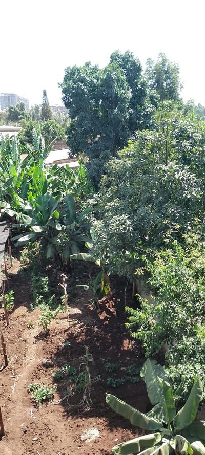 An elevated, outdoor view depicts a cultivated land area in Karingani ward, Kenya, under bright, direct sunlight. The foreground and midground feature reddish-brown soil with visible tilled sections and plant growth. Numerous banana plants with large, green leaves are prominent on the left and mid-right. Smaller green plants, some appearing as young crops, are scattered across the earth. A single dried, slender plant stalk is positioned near the center-bottom. On the far left, several thin wooden stakes are vertically inserted into the ground, alongside a partial section of dark fabric or tarp. Dense green foliage from large trees occupies the upper right and central-right portions of the frame, casting some shadows. In the background, rooftops of low-rise buildings are partially visible, with utility lines extending horizontally above them. Further beyond, multi-story urban buildings and additional trees, including a distinct conifer, are visible against a bright, hazy sky. No individuals or animals are present. No actions or interactions are depicted.
